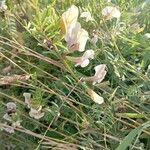 Vicia grandifloraFlors