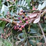 Pistacia lentiscus Fruit