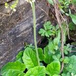 Francoa appendiculata Habitatea