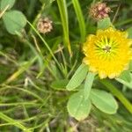 Trifolium badiumBlodyn