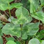 Vigna frutescens Leaf