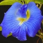 Clitoria ternatea Цвят