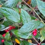 Cotoneaster salicifolius Levél