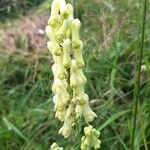 Aconitum lycoctonum Flower