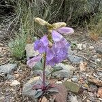 Penstemon speciosus Virág