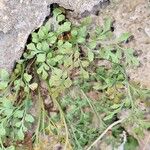 Asplenium ruta-muraria List