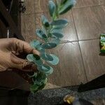 Kalanchoe marnieriana Листок