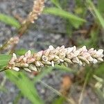 Persicaria lapathifolia Кветка