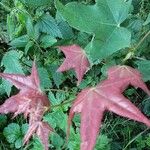 Acer truncatum Folha