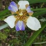 Trimezia northiana Flower