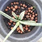 Sansevieria hyacinthoides Blad