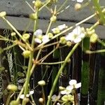 Alisma lanceolatum Blomst