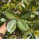Sideroxylon borbonicum Yaprak