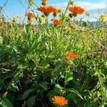 Calendula officinalis आदत