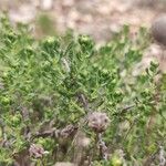 Santolina villosa Hoja