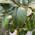 Cotoneaster acutifolius Leaf