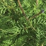 Lavandula canariensis Feuille