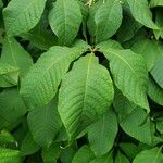 Aesculus parviflora পাতা