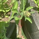 Gamochaeta purpurea List