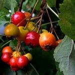 Crataegus persimilis Фрукт