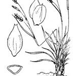 Carex capillaris 其他