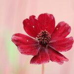 Cosmos atrosanguineus Õis