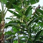 Clerodendrum indicum Flower