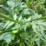 Cephalaria gigantea Leaf