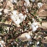 Gossypium herbaceum Mbuma
