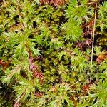 Saxifraga hypnoides Likasa