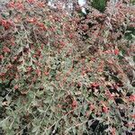 Cotoneaster franchetii Hábito