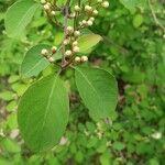 Cotoneaster multiflorus 葉