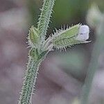 Salvia aegyptiaca Blüte