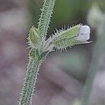 Salvia aegyptiaca Цвят