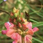 Onobrychis viciifoliaFlower