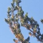Pinus flexilis برگ