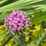 Achillea distans Květ