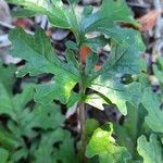 Senecio doria Leaf