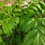 Amorphophallus paeoniifolius Blatt