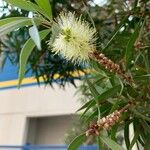 Melaleuca leucadendra Květ