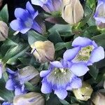 Gentiana septemfida പുഷ്പം