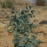 Pancratium sickenbergeri Blad