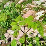 Aralia racemosa Levél