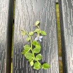Lobelia pedunculata Leaf
