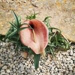 Helicodiceros muscivorus Квітка