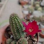 Echinocereus triglochidiatus Blad