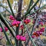 Euonymus europaeus 果實