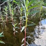 Lysimachia terrestris অভ্যাস