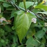 Thunbergia laevis Blad