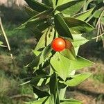 Ruscus aculeatus Fruto